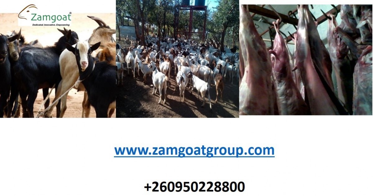 Goat meat from Zambia